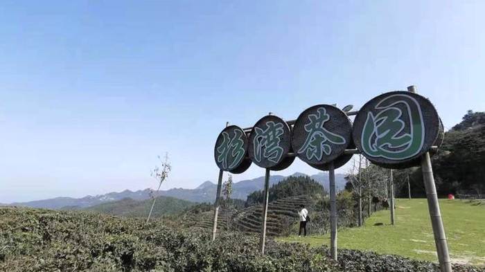 有关于南岳区十里茶乡 干茶产值达7000余万元的资讯(1)