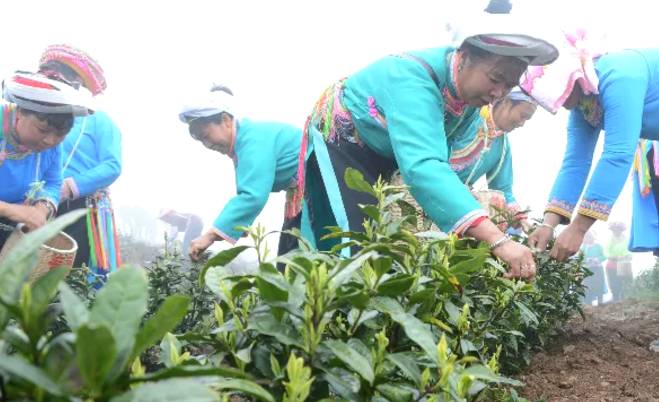 有关于茶园剪影 又是一年采茶季 春色满园盼君来的最新资讯(29)