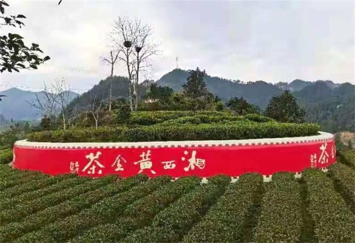 有关于“茶界盛会共谋“十四五”茶发展”“湘西黄金茶助推百亿茶产业”“茶博会如何讨好年轻人”的热门资讯(2)