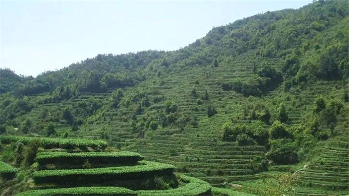 关于“数字化”已成年度高频词汇，茶产业如何乘势数字浪潮？的热门新闻(1)