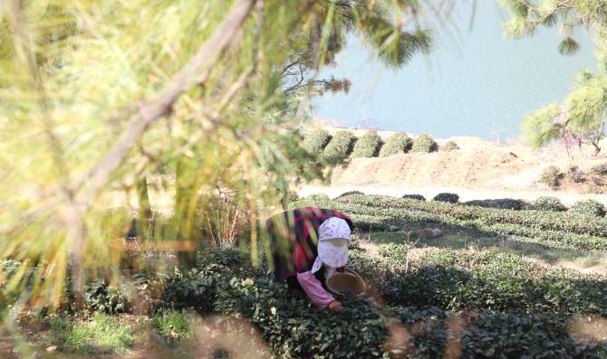 有关于日照春茶开采！今年产量怎样？啥时候上市？的信息(9)