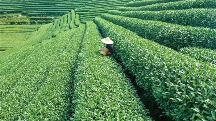 有关于从茶叶种植、收购、销售，看杭州数字化改革深入乡村的热门新闻