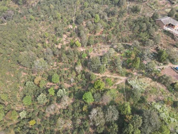 关于宁洱困鹿山古树茶开采 每公斤鲜叶最高价格1.28万元 的最新资讯(3)