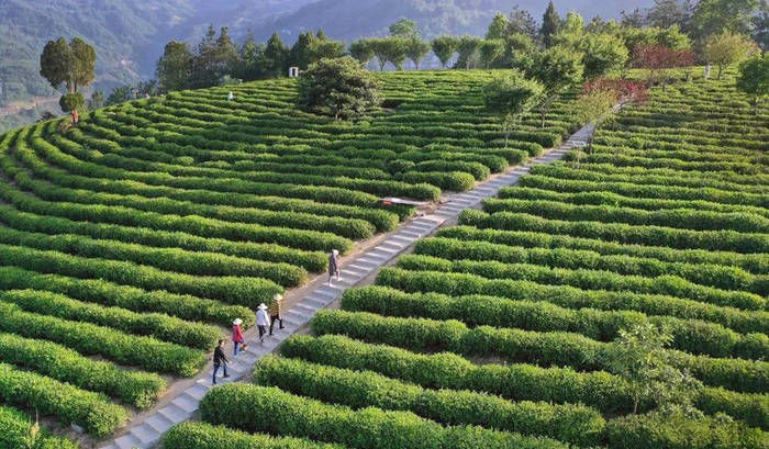 关于陕南茶业:绿染秦巴山川 成就“金山银山”的热门新闻(7)