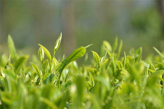 关于云南昌宁:一组数字,解开茶业腾飞“密码本”的信息(1)