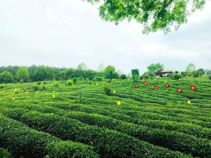 有关于“茶长制”来了！安徽发布重磅政策做强茶产业的最新资讯