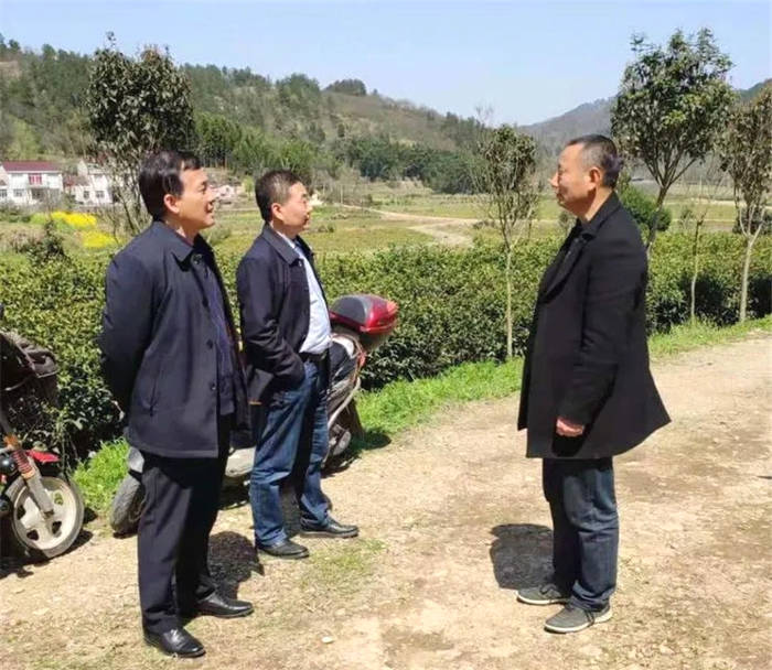 关于安徽：舒城县人民政府副县长梅家宏深入茶区调研的热门资讯(1)