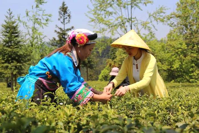 有关于3月贵州茶情丨春茶开采渐入佳境，茶企茶人频频出镜的最新信息(5)