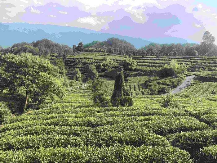 关于西农大：技术指南 为汉中茶叶发展送良方的热门信息(3)