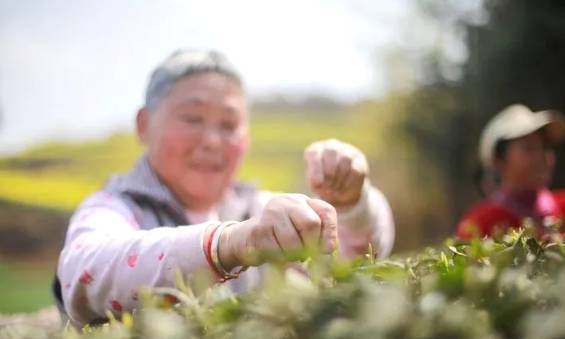 有关于茶园剪影 又是一年采茶季 春色满园盼君来的最新资讯(15)