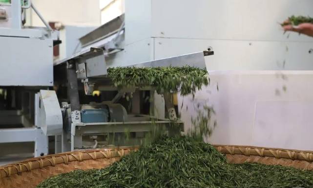 有关于秦岭山水润春茶 陕西镇安10万亩象园茶新鲜上市的热门信息(6)