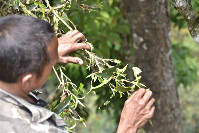 关于一周速读：云茶文化热、绿色云茶如何良性发展、“中茶杯”茶王出炉的信息