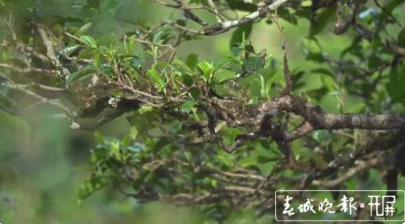 有关于冰岛古树春茶暂未大面积开采，毛茶价格约37000-38000元/公斤的资讯(1)