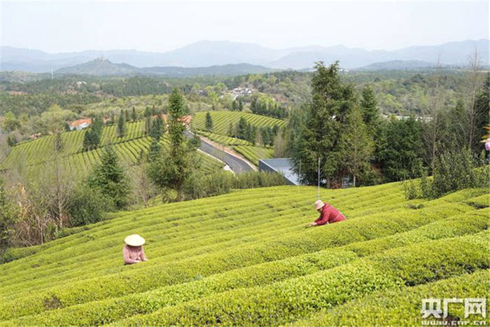 有关于春光美，新茶香！江西浮梁19万亩茶园开园的资讯(1)