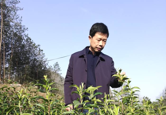 有关于陕西省茶业协会茶叶审评专业委员会正式成立的最新信息(7)