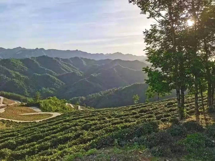 有关于通过三个案例看陕西茶产业在脱贫攻坚中发挥的重要作用的最新信息(9)