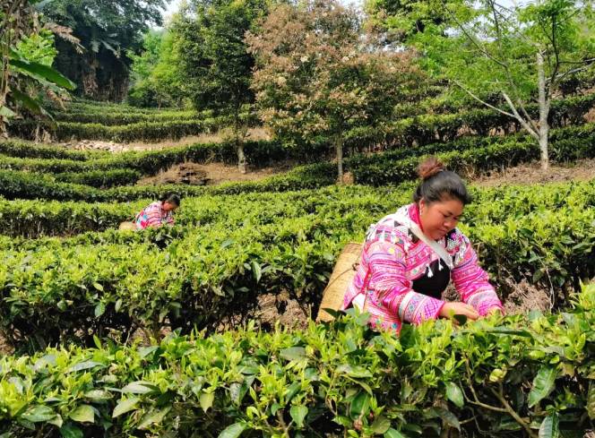 关于普洱南亢村:茶树发新芽 春茶进入采摘期的热门消息