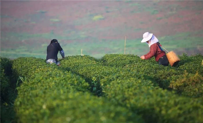 关于坐拥万亩茶田,来四川雅安解锁春日限定耍法的最新信息(19)