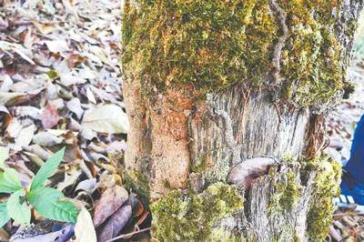 关于西双版纳大规模毁林种茶！国家启动专项打击！这些人被罚1500多万！的热门消息