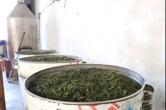 关于日照市岚山区大棚春茶上市！刚出锅的茶叶可真香~的热门消息(6)