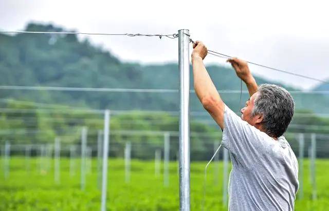 有关于双峰村茶园防晒装备大升级!今年夏天让茶农们都能睡个好觉的最新信息