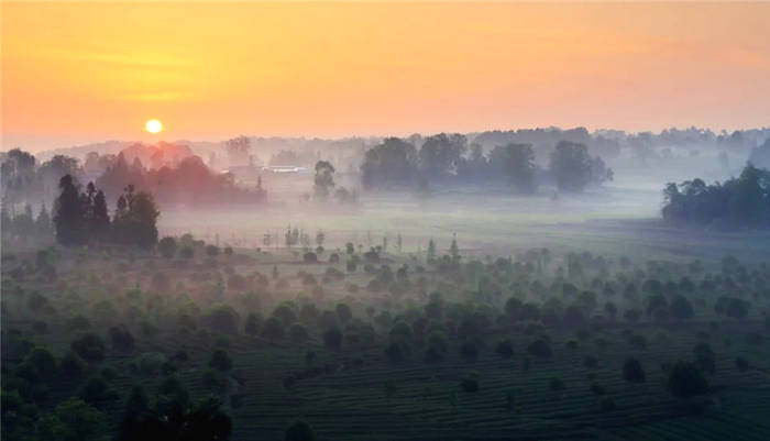 关于坐拥万亩茶田,来四川雅安解锁春日限定耍法的最新信息(28)