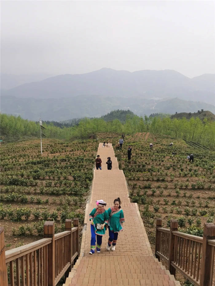 有关于“携茶白叶一号”联销首发助力“三省五县”乡村振兴的热门消息(28)