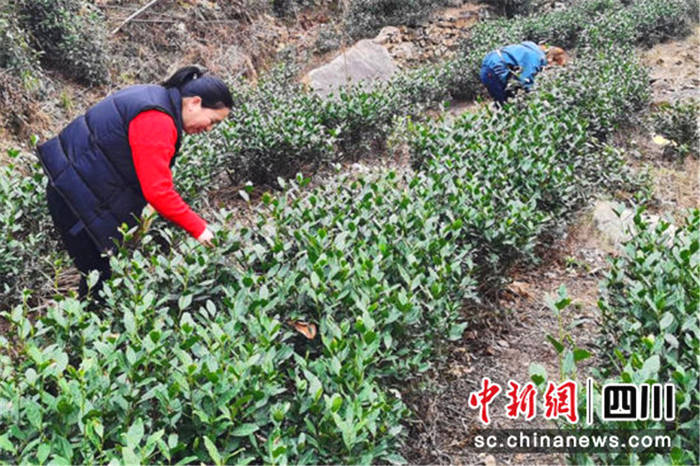 关于新春茶香时 四川青川10余万亩春茶陆续开采的热门资讯