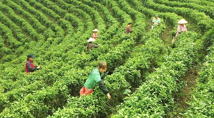有关于桂林临桂区：茶园春茶吐绿 茶农抢抓时间采摘明前茶的热门资讯(2)