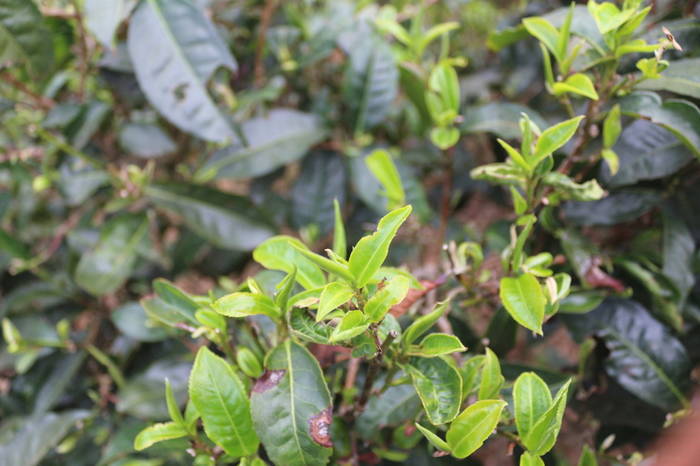 有关于普洱春茶发芽简报：大雪山豆腐寨茶园发芽情况的热门信息(4)