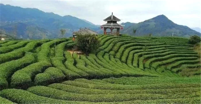 关于桂茶出山！梧州市以创新举措促进六堡茶产业做大做强做优！的最新资讯(1)