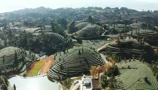 有关于第十届四川国际茶业博览会 多家犍为县茶企出彩茶博会 的资讯(2)