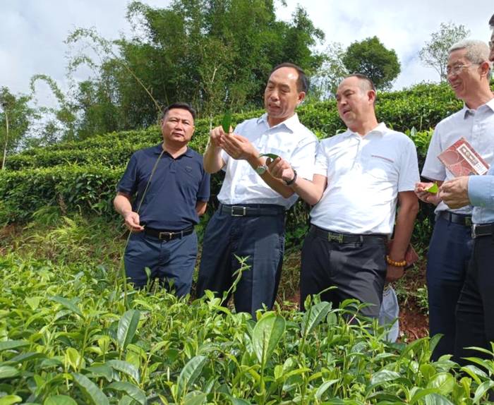 关于省人大常委会副主任李培考察西双版纳古树茶保护工作侧记的资讯