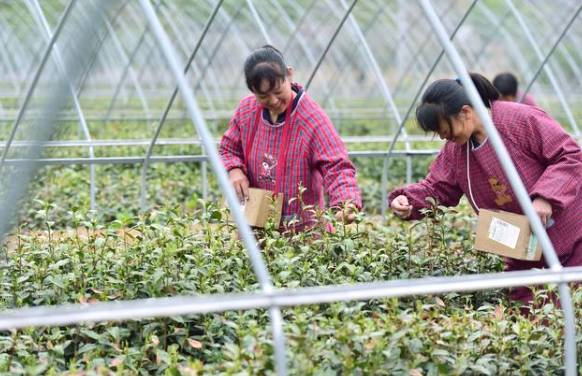 关于石家庄太行山茶叶陆续开采 茶叶种植成增收致富支柱产业的热门新闻(4)