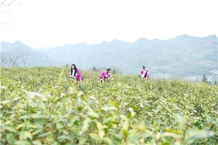 关于贵州百里杜鹃黄泥乡：人勤春来早 春茶采收忙的消息