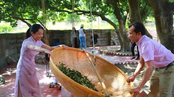 关于20多名留学生前往泉州安溪体验中国茶文化的最新信息