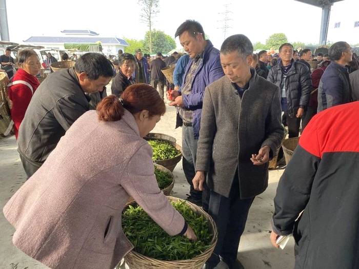 关于百丈镇解放村鲜叶市场你来我往，春茶交易忙不停的热门信息(4)