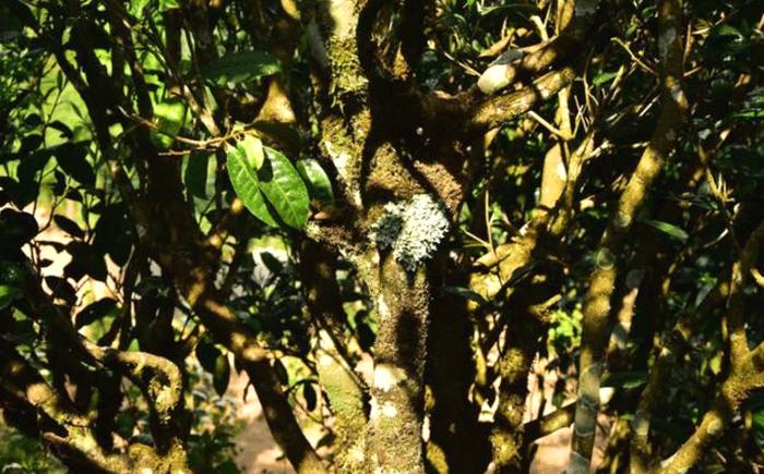 有关于插牌却不收茶的奸商！终于活成普洱茶界的悲剧的最新消息(2)