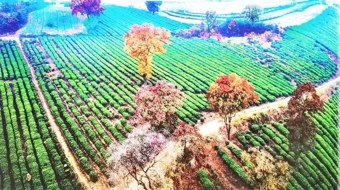 有关于茶，富了大悟老区，托起乡村振兴的希望！的热门资讯(5)