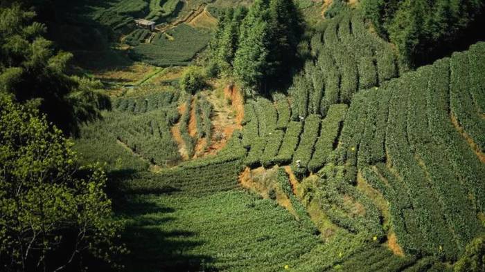 关于政和白茶开采 中国味道 生态茶园 健康好茶的热门信息(2)