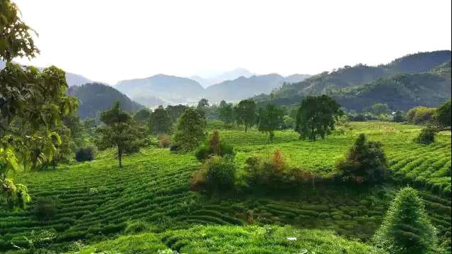 关于云南省茶叶流通协会2020年“十大关键词”的热门新闻(5)