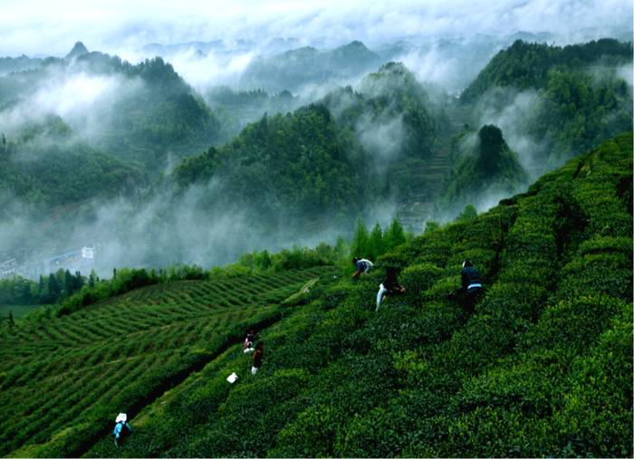 关于陈宗懋院士点赞贵州举全省之力做好茶园绿色防控的新闻(3)