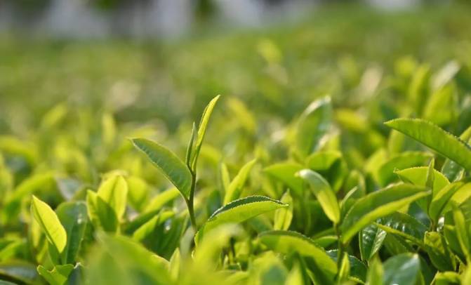 关于三月春光好采茶 宁洱20余万亩现代生态茶园进入采摘期的最新信息(13)