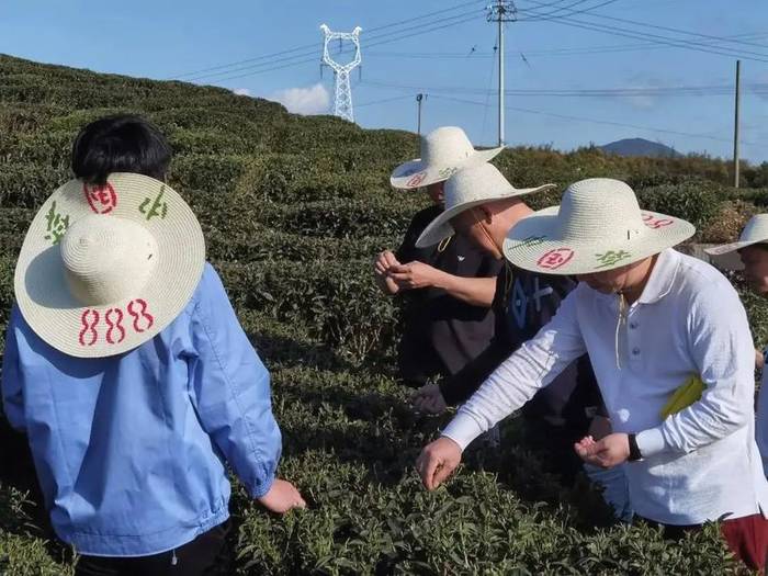 有关于福建省农技协茶叶专委会志愿下乡,科技赋能茶产业的热门信息(2)
