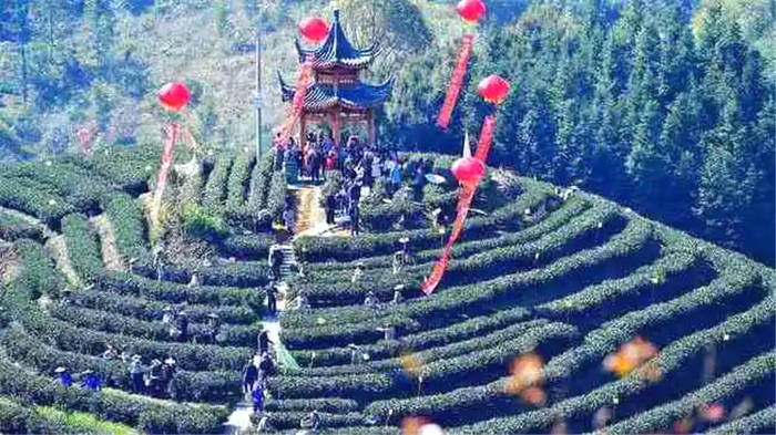 有关于一周茶事 | 春日中国,八方开茶!茶业获最新最权威指示的新闻(5)