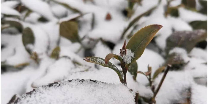 关于2021年日照绿茶春茶现状解读！这是高纬度茶的必然！的消息(1)
