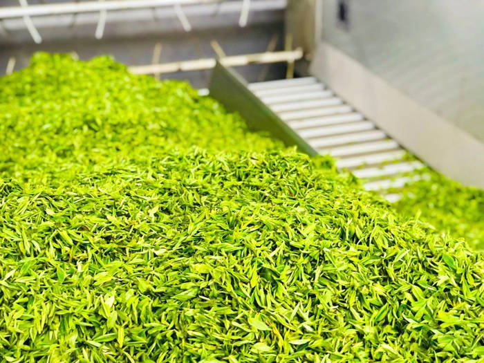 有关于湖北宜昌:萧氏“无人工厂”开机 喜提今春首批香茶的消息