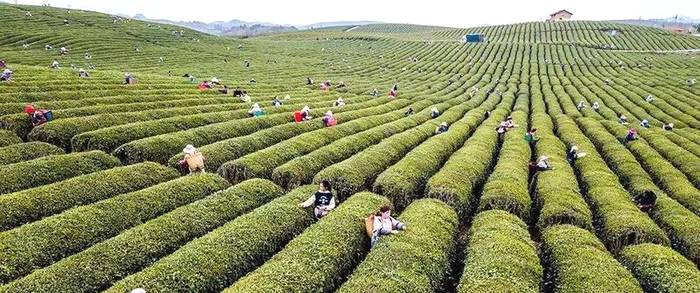有关于3月贵州茶情丨春茶开采渐入佳境，茶企茶人频频出镜的最新信息(6)