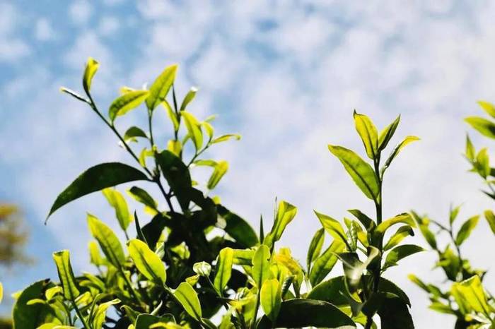 关于2021普洱五棵桩古茶园举行祭茶祖暨春茶开采仪式的信息(24)