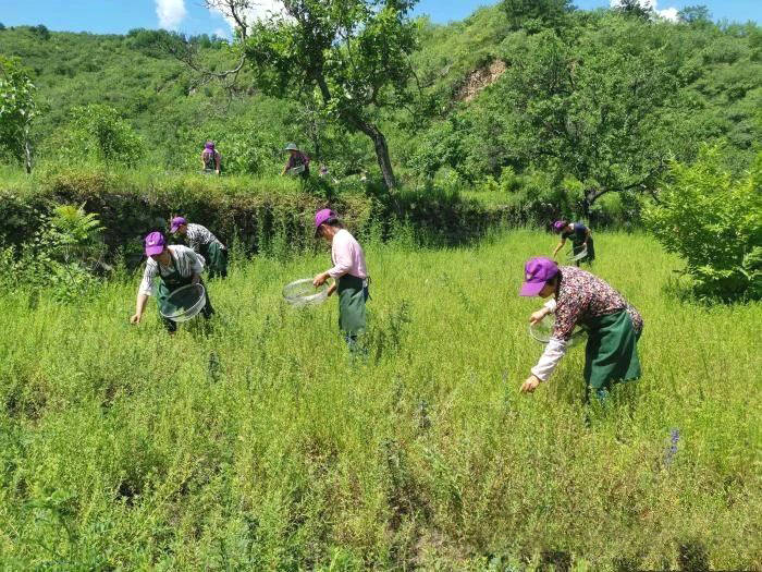 关于涞水：太行深处黄芪香 山村种出“致富茶”的热门消息